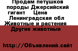 Продам петушков породы Джерсийский гигант  › Цена ­ 1 800 - Ленинградская обл. Животные и растения » Другие животные   